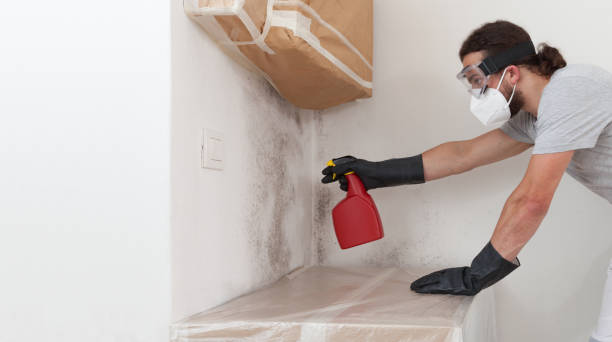 Professional Mold Cleanup technician working in Gainesville, TX